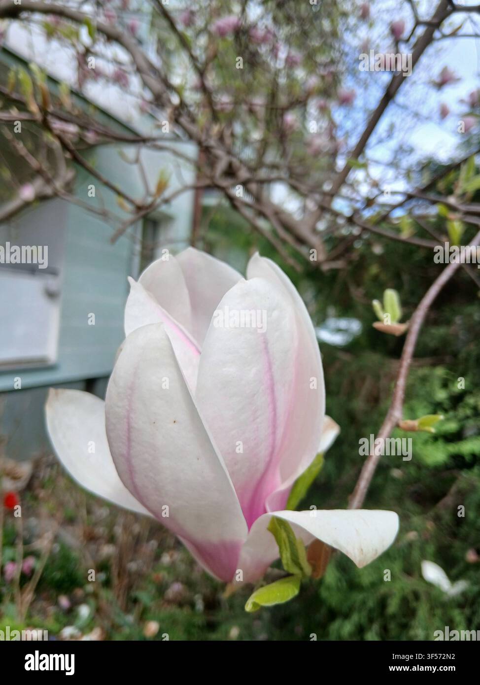 Nahaufnahme einer zarten rosa Magnolienblüte, die sich an einem Ast an einem hellen Frühlingstag öffnet - Smartphone-aufgenommenes Stockfoto