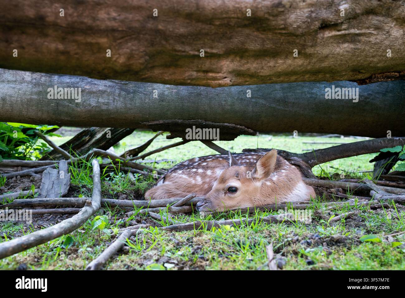 Rehkitze, das sich unter umgestürzten Baumstämmen versteckt Stockfoto