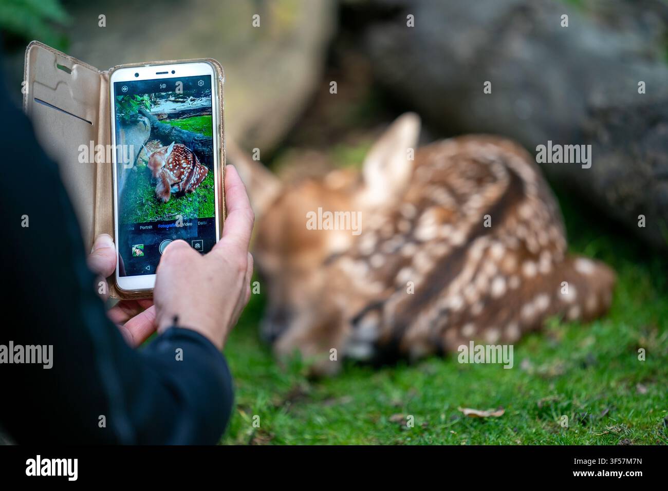 Person, die ein Rehfawn mit einem Smartphone fotografiert Stockfoto