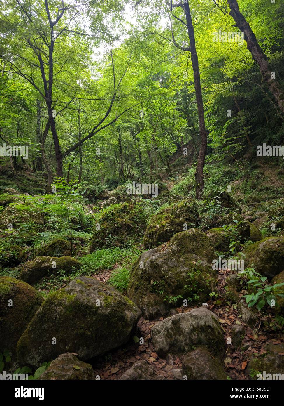 Ruhige, üppige grüne Waldschlucht mit moosbewachsenen Felsen und hohen Bäumen in Mazandaran, Iran Stockfoto