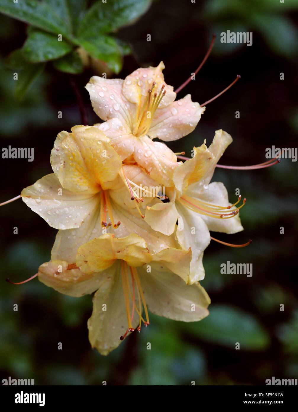 Orangeblühende Winterazalee 'Golden Flare', Ericaceae. Himalaya-Asien. Die Blüten haben cremegelbe Blütenblätter mit einer tieferen orangefarbenen Kehle oder Flamme. Stockfoto