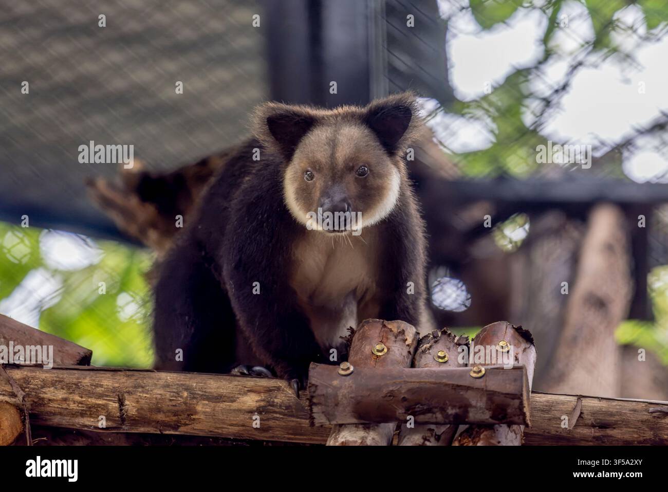 Ein Ursinus-Baumkänguru Dendrolagus ursinus ruht auf einem Ast und zeigt sein dunkles Fell, seine kräftigen Gliedmaßen und seinen langen Balance-Schwanz. Stockfoto