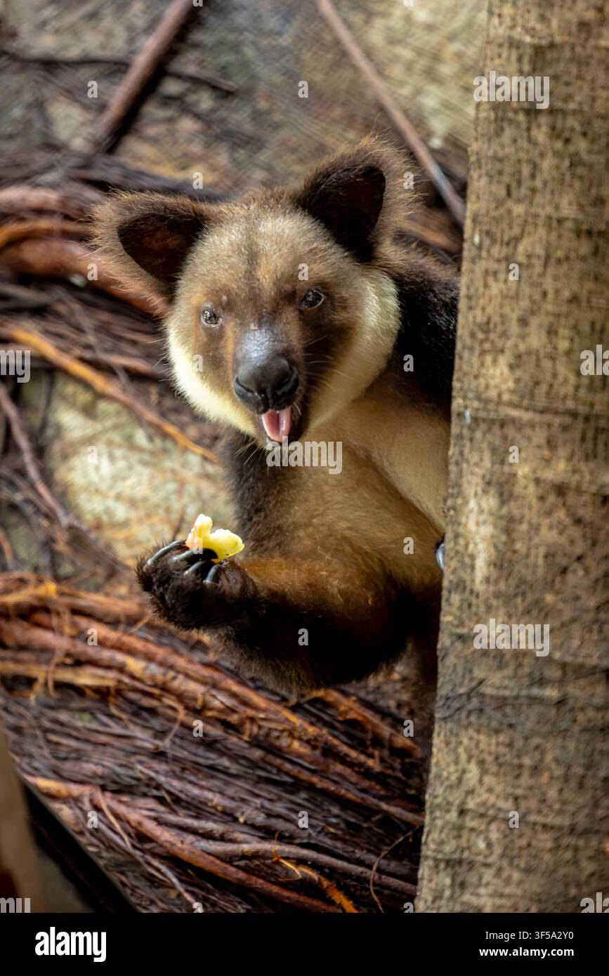 Ein Ursinus-Baumkänguru Dendrolagus ursinus ruht auf einem Ast und zeigt sein dunkles Fell, seine kräftigen Gliedmaßen und seinen langen Balance-Schwanz. Stockfoto