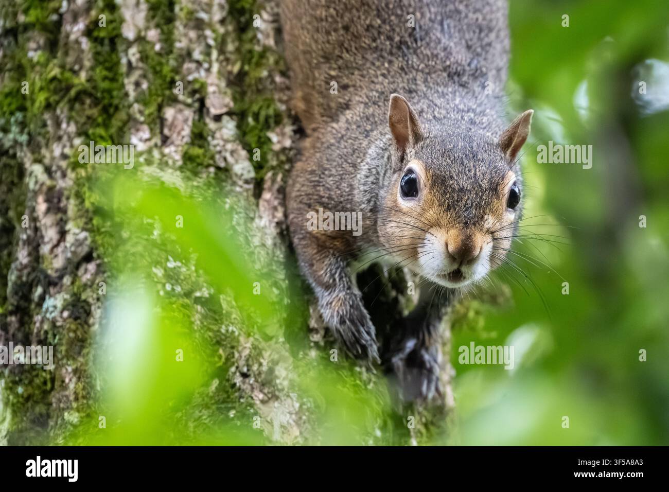 Neugieriges Ostgraues Eichhörnchen im Meeks Park in Blairsville, Georgia. (USA) Stockfoto