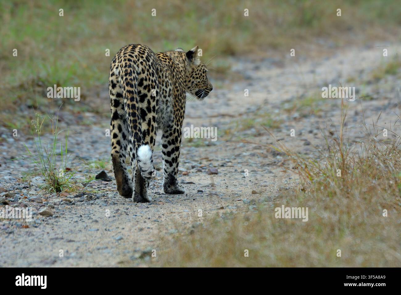 Leopard, der im Wald im Sabi Sand Naturreservat, Südafrika, umherstreift Stockfoto