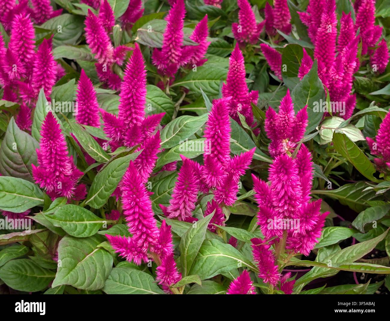 Lebendige rosa gefiederte Hahnenkammblumen, Celosia argentea var. plumosa, blühend im Garten, Hintergrund Stockfoto