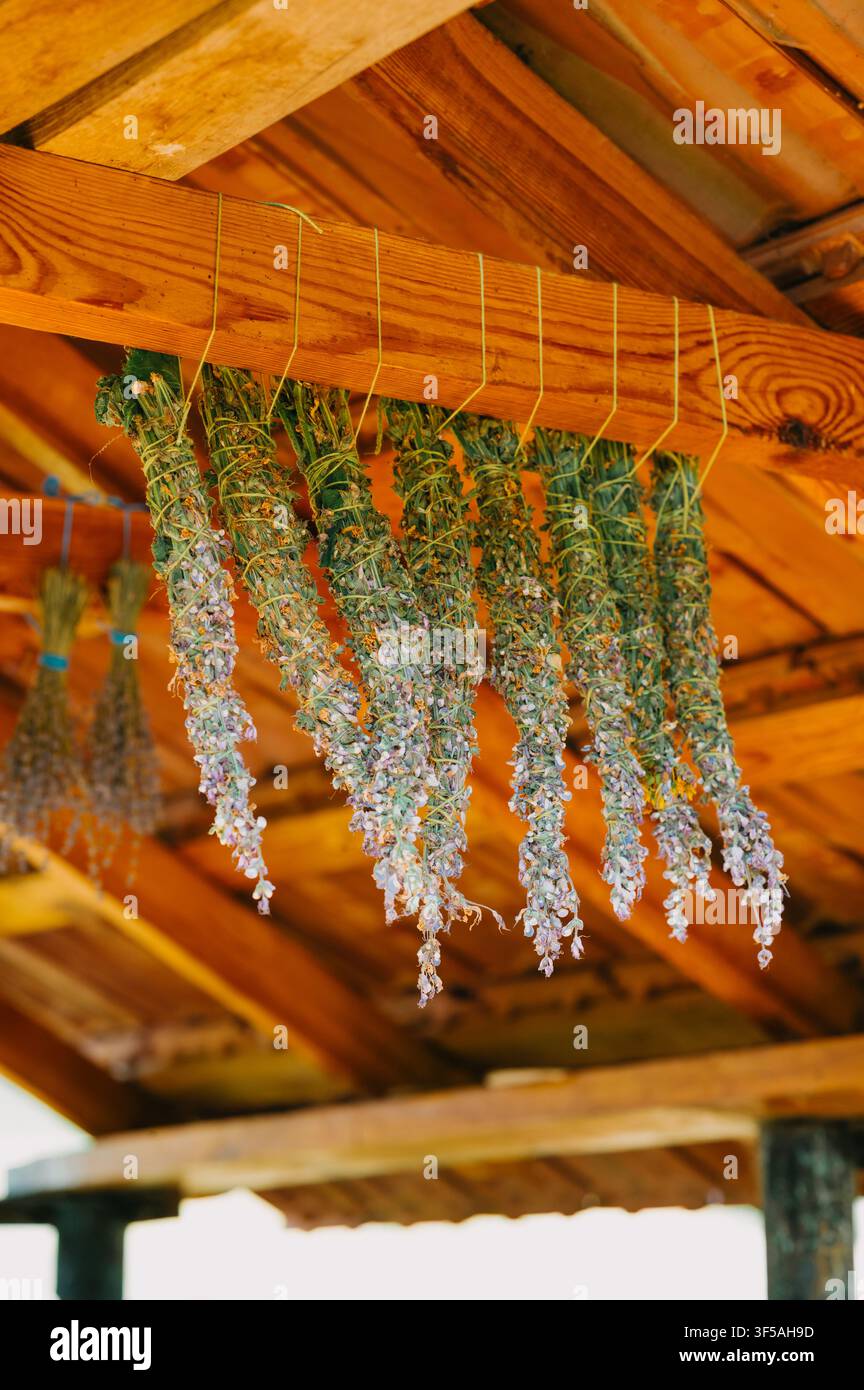 getrocknete Lavendelbündel, die unter einer rustikalen Holzkonstruktion hängen, Top-Down-Perspektive, natürliche und rustikale Umgebung Stockfoto