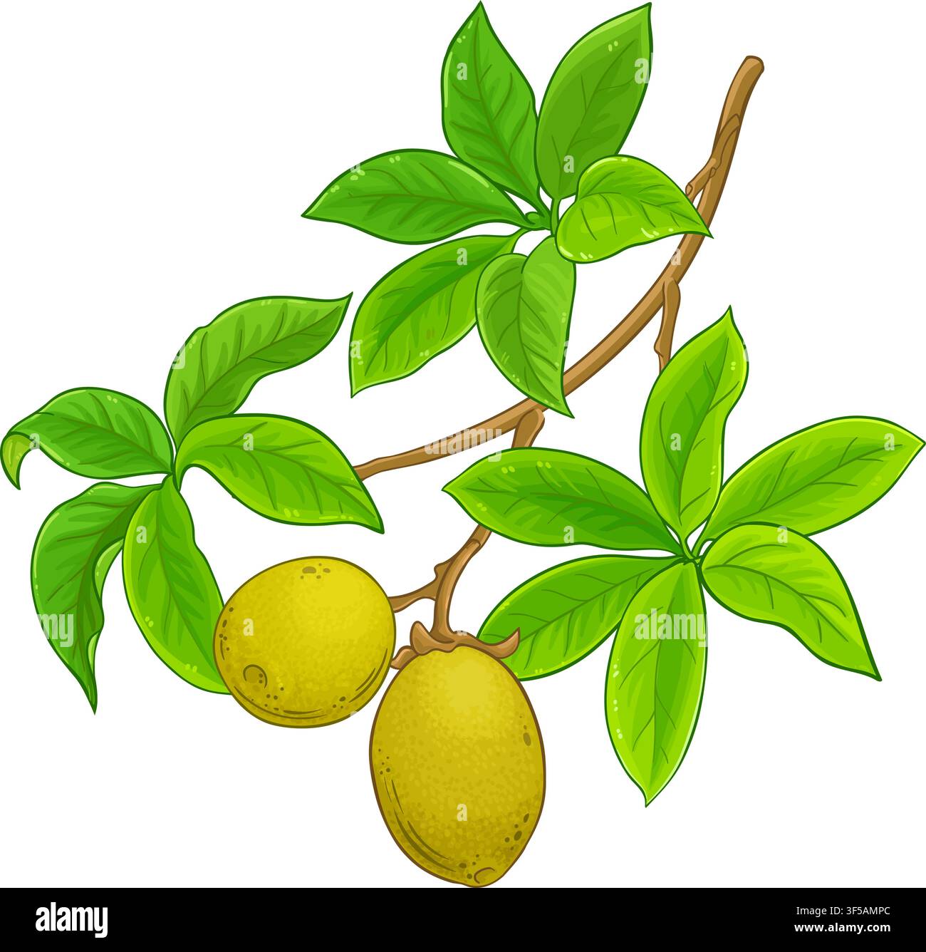 Baobab-Ast farbige detaillierte Illustration. Stock Vektor