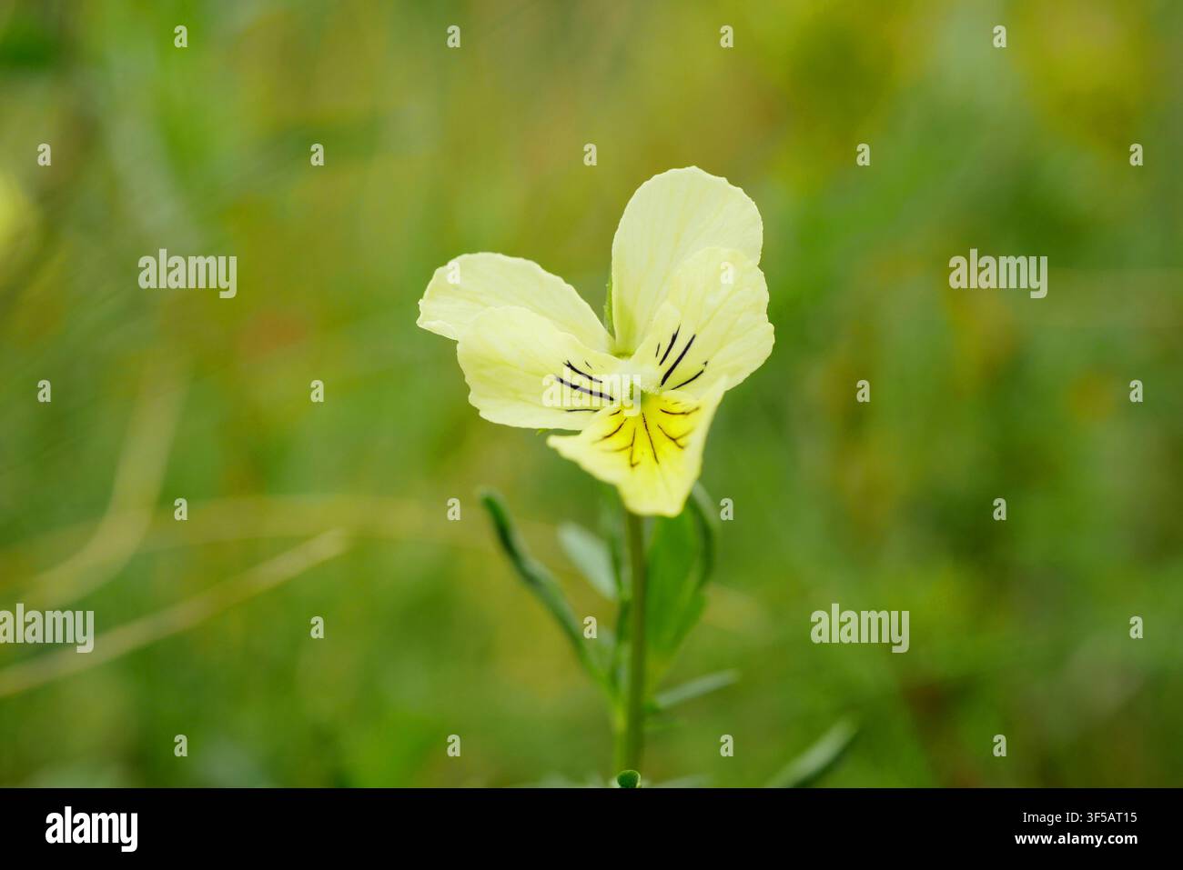 Berg-Violett sudetische Viola lutea subsp. sudetica gelbe elegante sudetische Blumenpflanze bewunderte Wildblume ausdauernde Staude Violaceae Bergblass Stockfoto