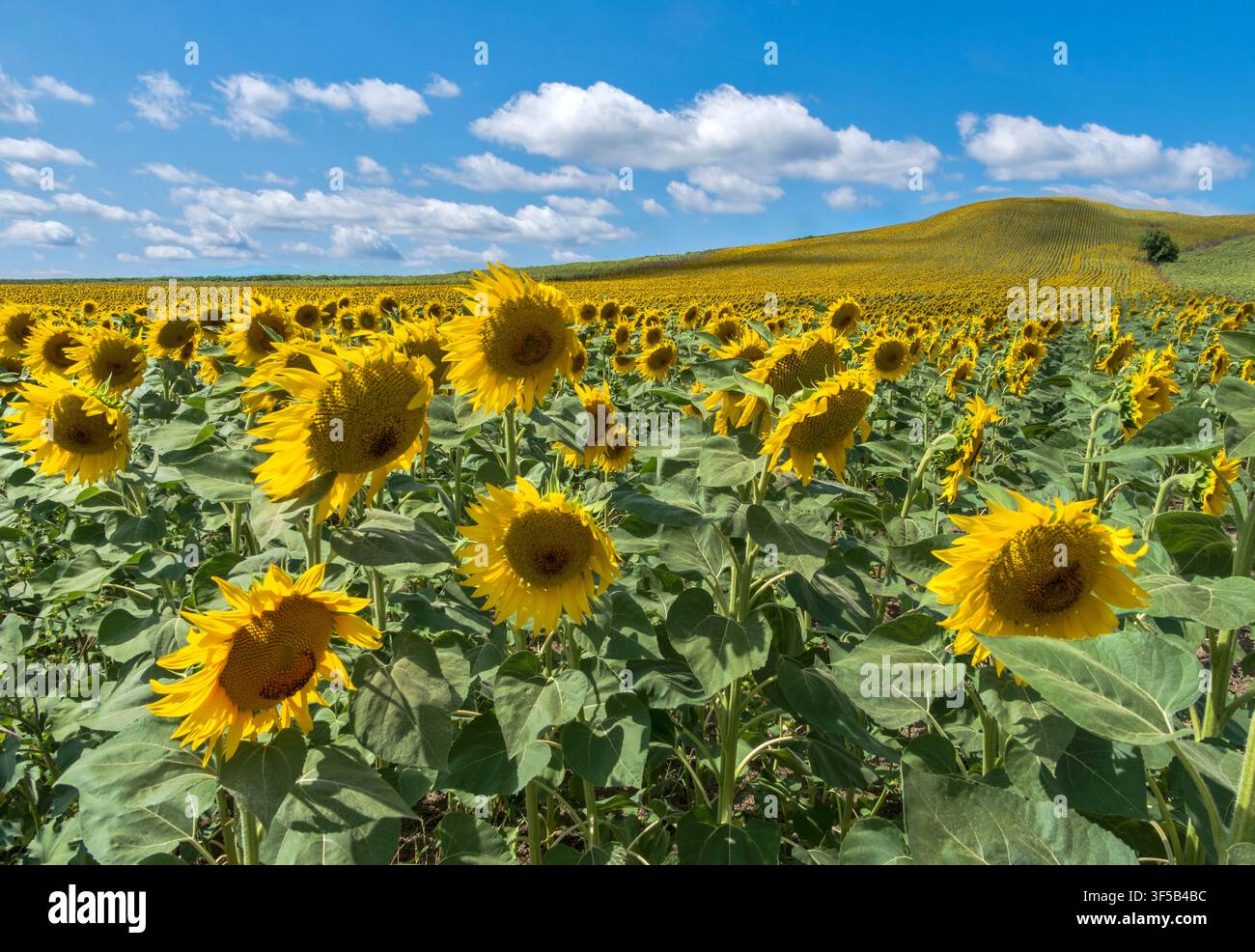 Rolle Sonnenblumenhügel von Çatalca, Istanbul, Türkei Stockfoto