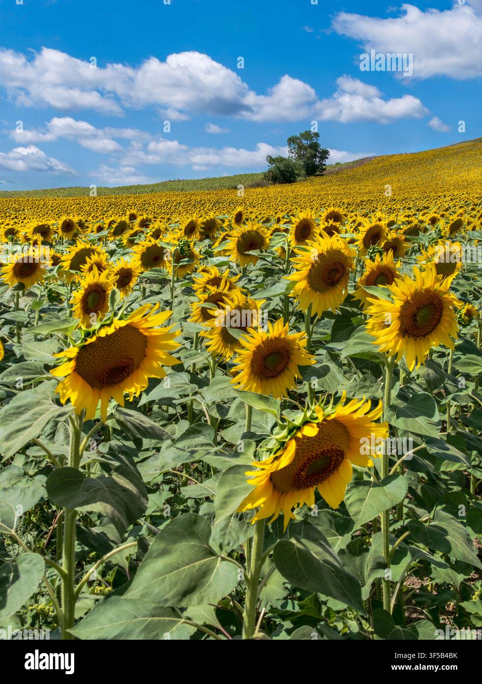 Rolle Sonnenblumenhügel von Çatalca, Istanbul, Türkei Stockfoto