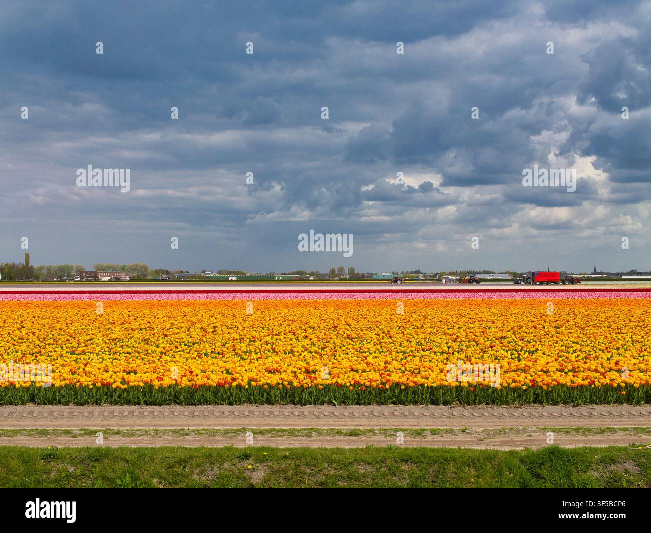 Helle gelbe und rosa Tulpenfelder blühen in den Niederlanden unter einem dramatischen Frühlingshimmel Stockfoto