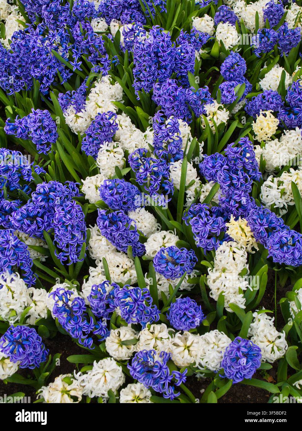 Lebendige lila und weiße Hyazintenblüten schaffen einen üppigen frühlingsblumigen Hintergrund in den Niederlanden Stockfoto