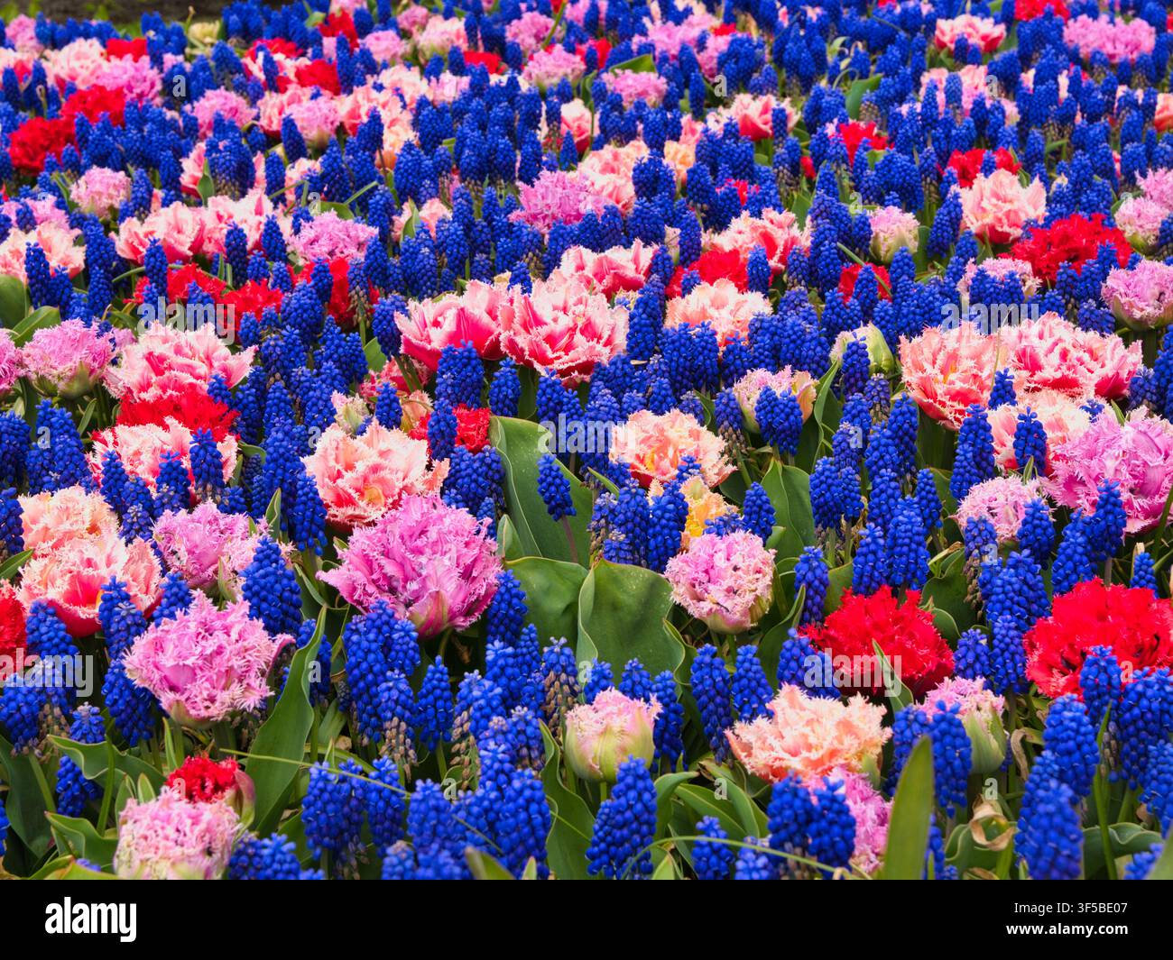 Lebendige blaue Grape Hyazinthen und gefranste rosa-rote Tulpen blühen in einem dichten Frühlingszwiebelbeet in den Niederlanden Stockfoto
