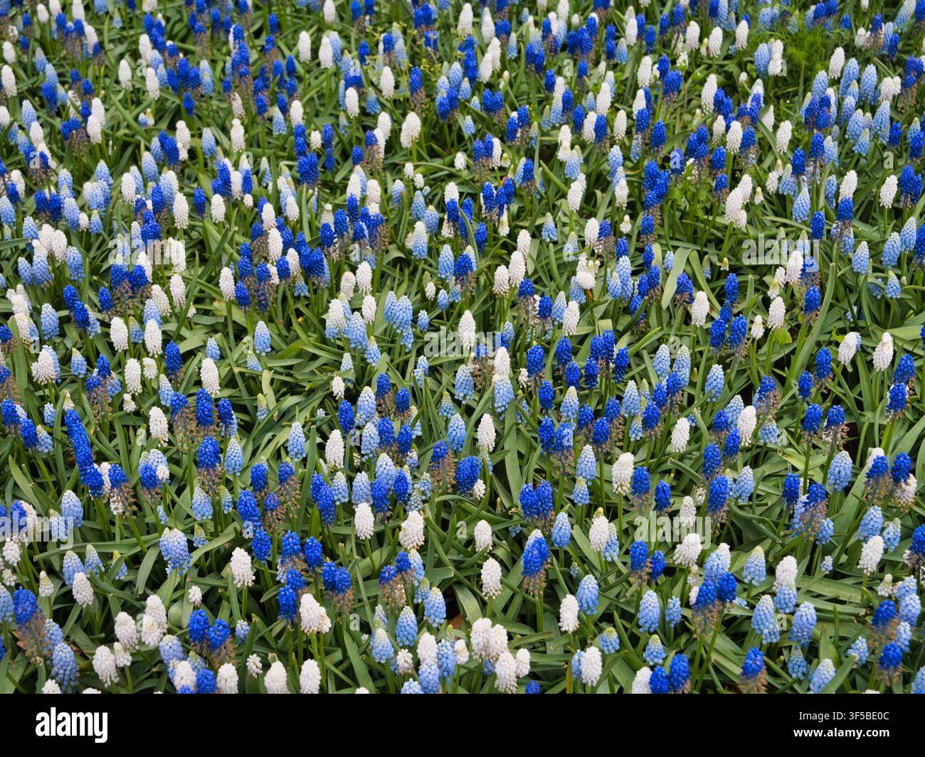 Dichte blaue und weiße Grape-Hyazinten blühen in den holländischen Blumenzwiebel Feldern in den Niederlanden im Frühling Stockfoto