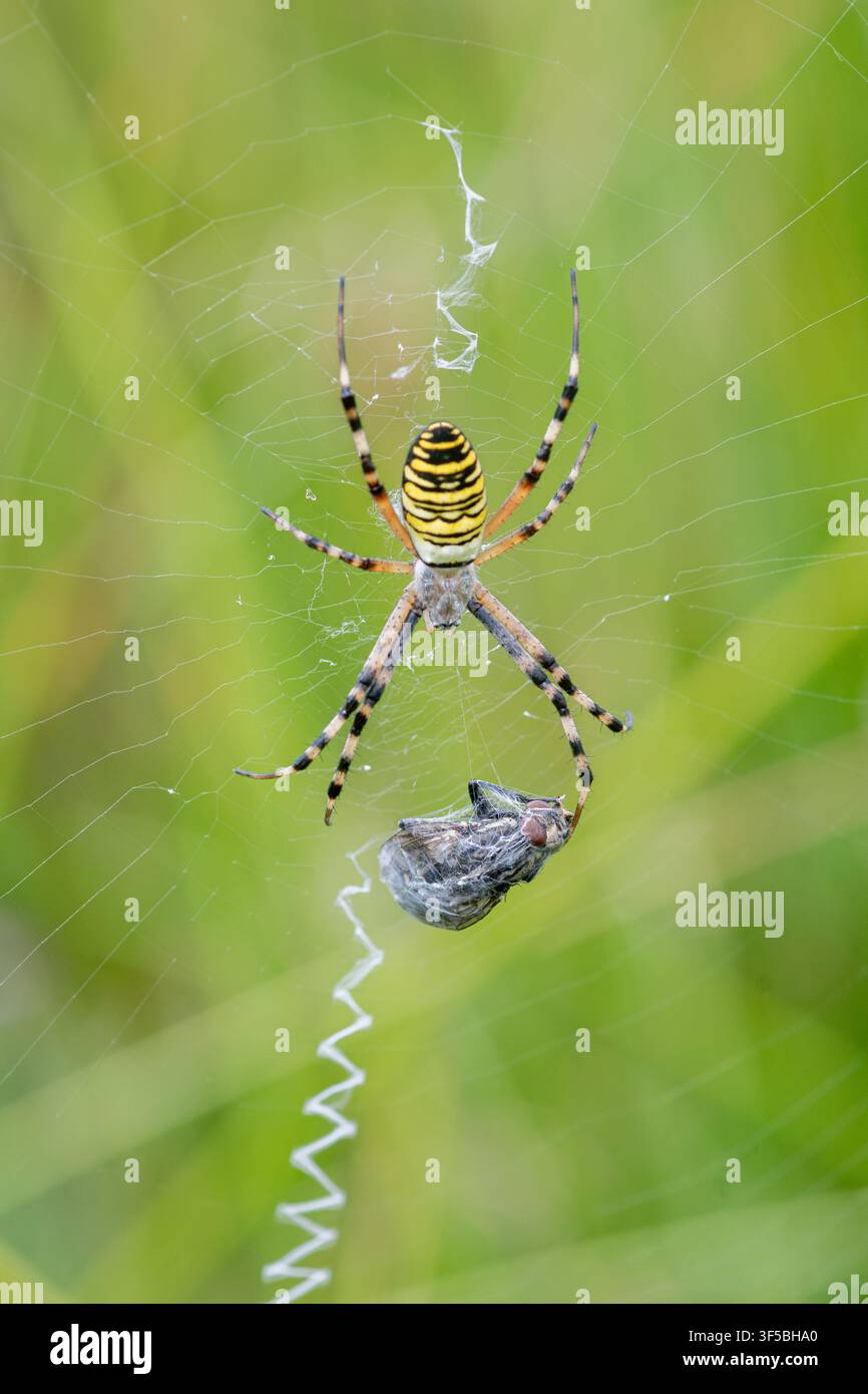 Wolfsspinner (Argiope bruennichi) mit Beute im Netz in einer Heidelandschaft, Hampshire, England, UK Stockfoto