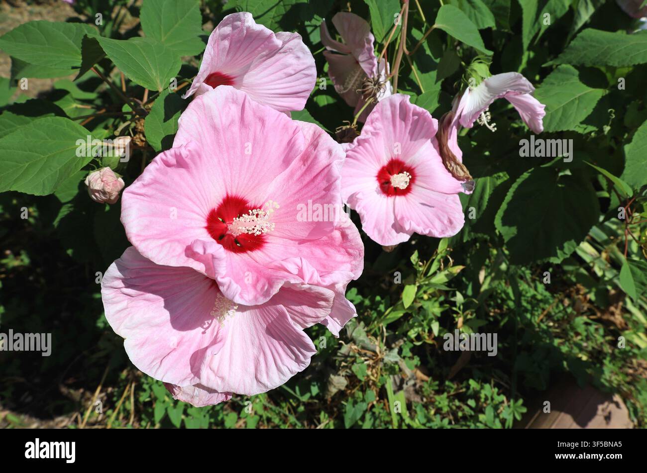 Blüten des rosa Hibiskus moscheutos, auch bekannt als Rosenmalve. Es ist eine Art von Blühpflanze in der Familie der Malven Stockfoto