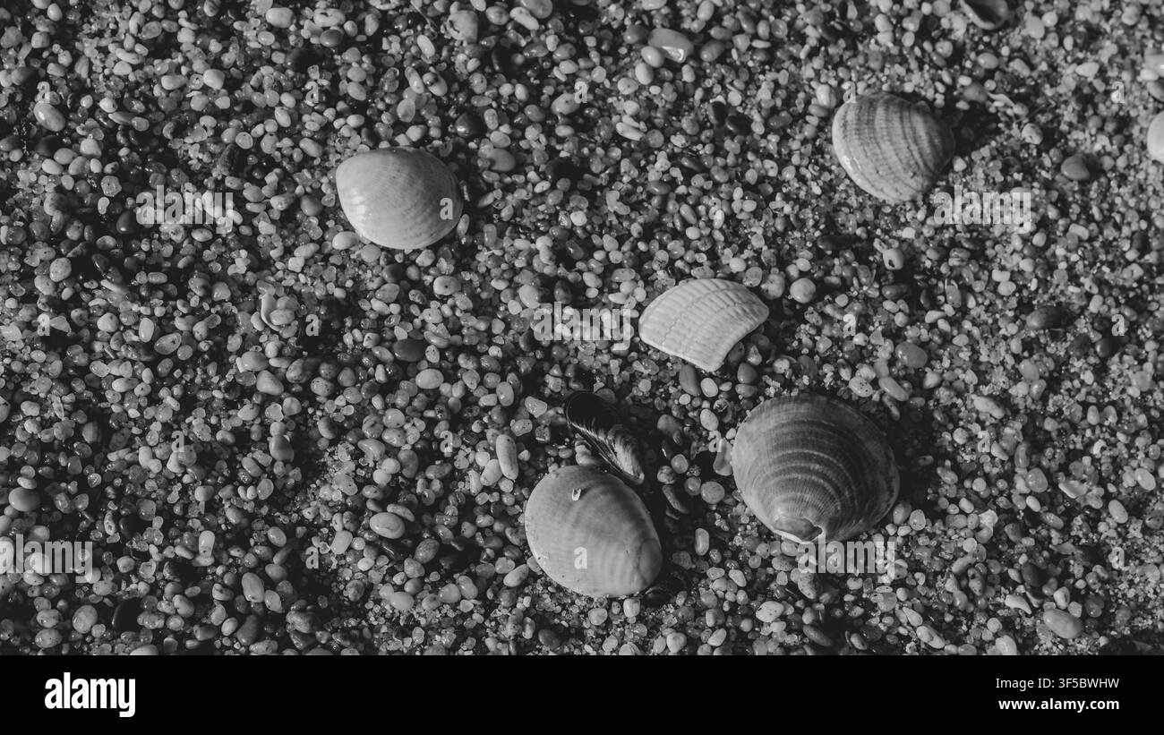 Verstreute Muschelschalen und ein blaues Muschelstück auf grobem bernsteinfarbenem Strandkies im warmen Licht — Konzept: Küsten-Makro-Textur, Strandsuch-Detail Stockfoto