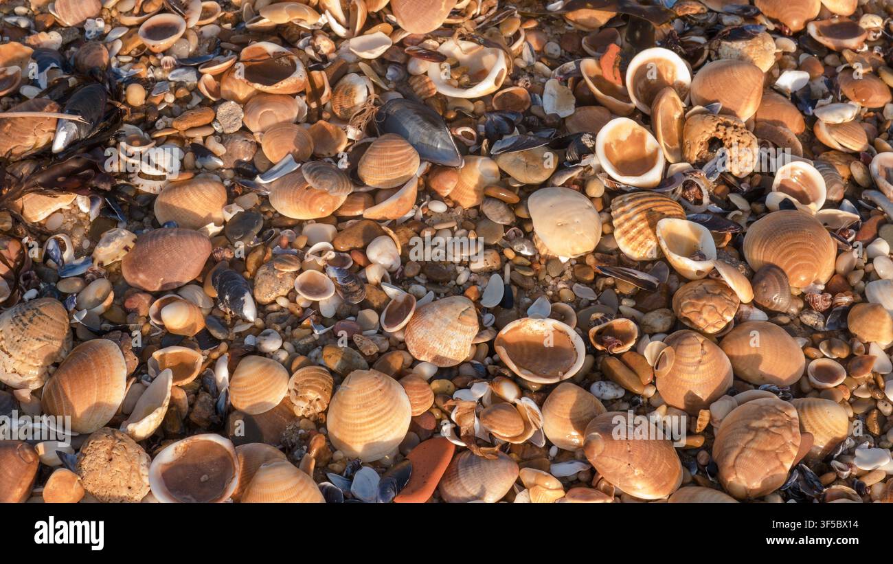 Dichter nahtloser Teppich aus Herzmuschel-, Venusmuschel- und Muschelschalen an einem nassen Strand zur Goldenen Stunde — Konzept: Natürlicher nahtloser Hintergrund, Küstentextur Stockfoto