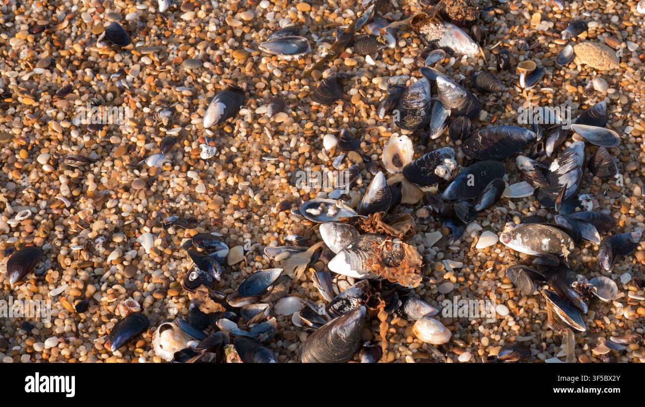Blaue Muschelhüllen (Mytilus edulis) an einer durch Bernsteinsteine markierten Strandlinie eines Schotterstrands angespült — Konzept: Natürliche Strandlinienstruktur Stockfoto