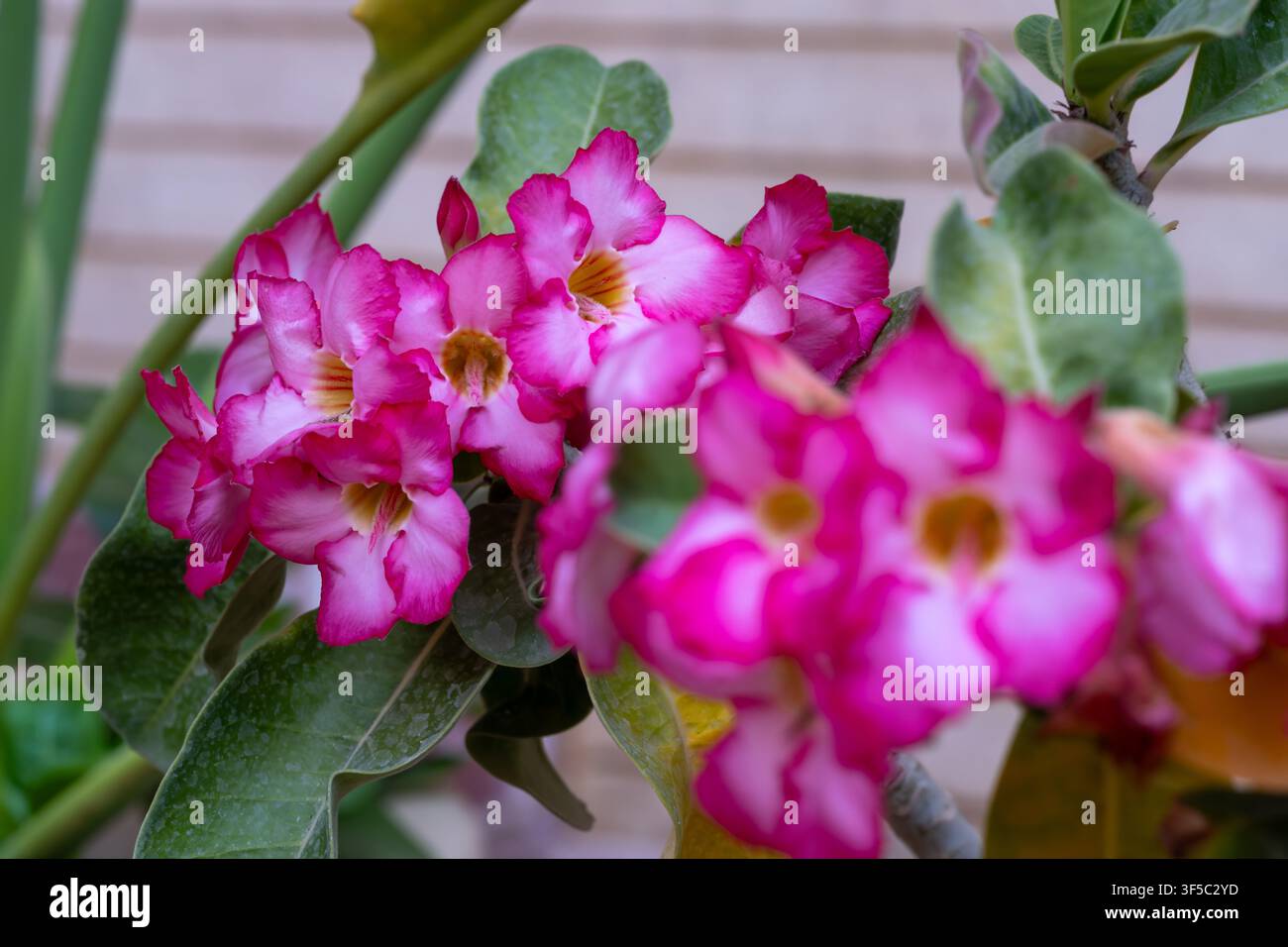 Wüstenrose (Adenium obesum) blüht in sich überlappenden magenta-weißen Büscheln neben geflecktem Laub, Garten in Kairo, Ägypten Stockfoto