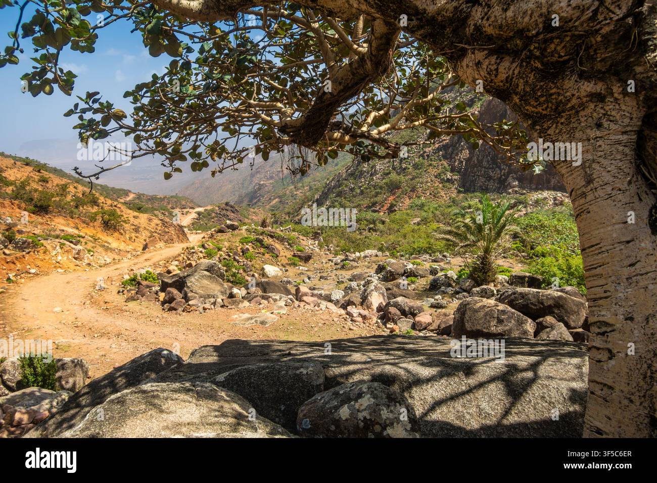 Raue Landschaft auf der Insel Socotra, Socotra, lokal bekannt als Saqatri, ist eine jemenitische Insel im Indischen Ozean, Jemen Stockfoto