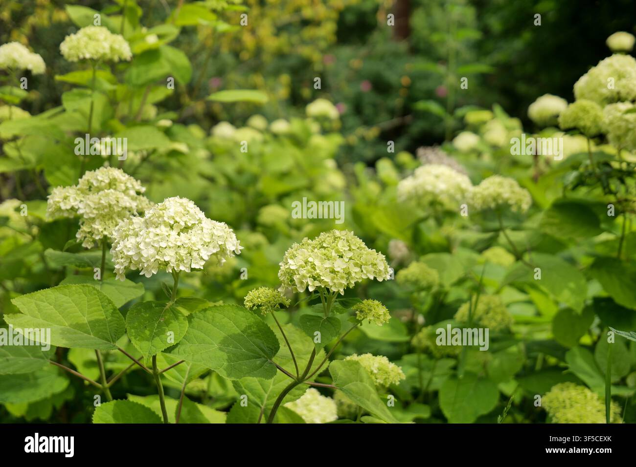 Blühende weiße Hortensien in einem Garten Stockfoto