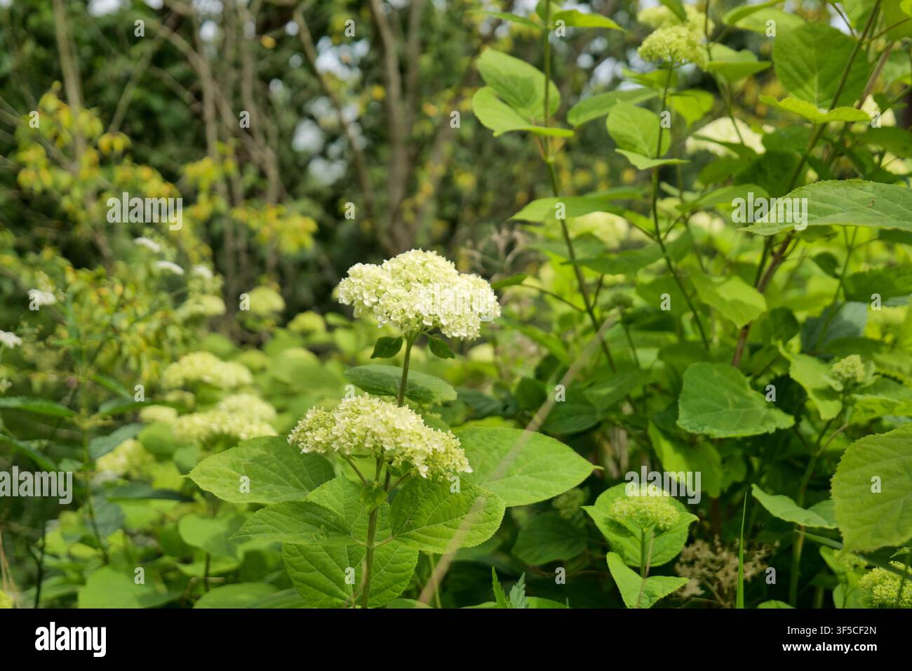 Blühende weiße Hortensien in einem Garten Stockfoto
