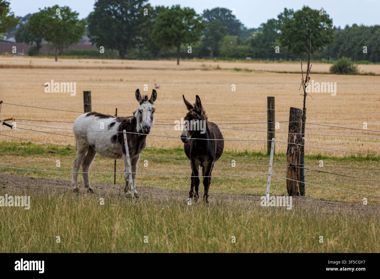 Zwei Esel stehen an einem Zaun auf einer ländlichen Wiese in Coesfeld, Deutschland Stockfoto