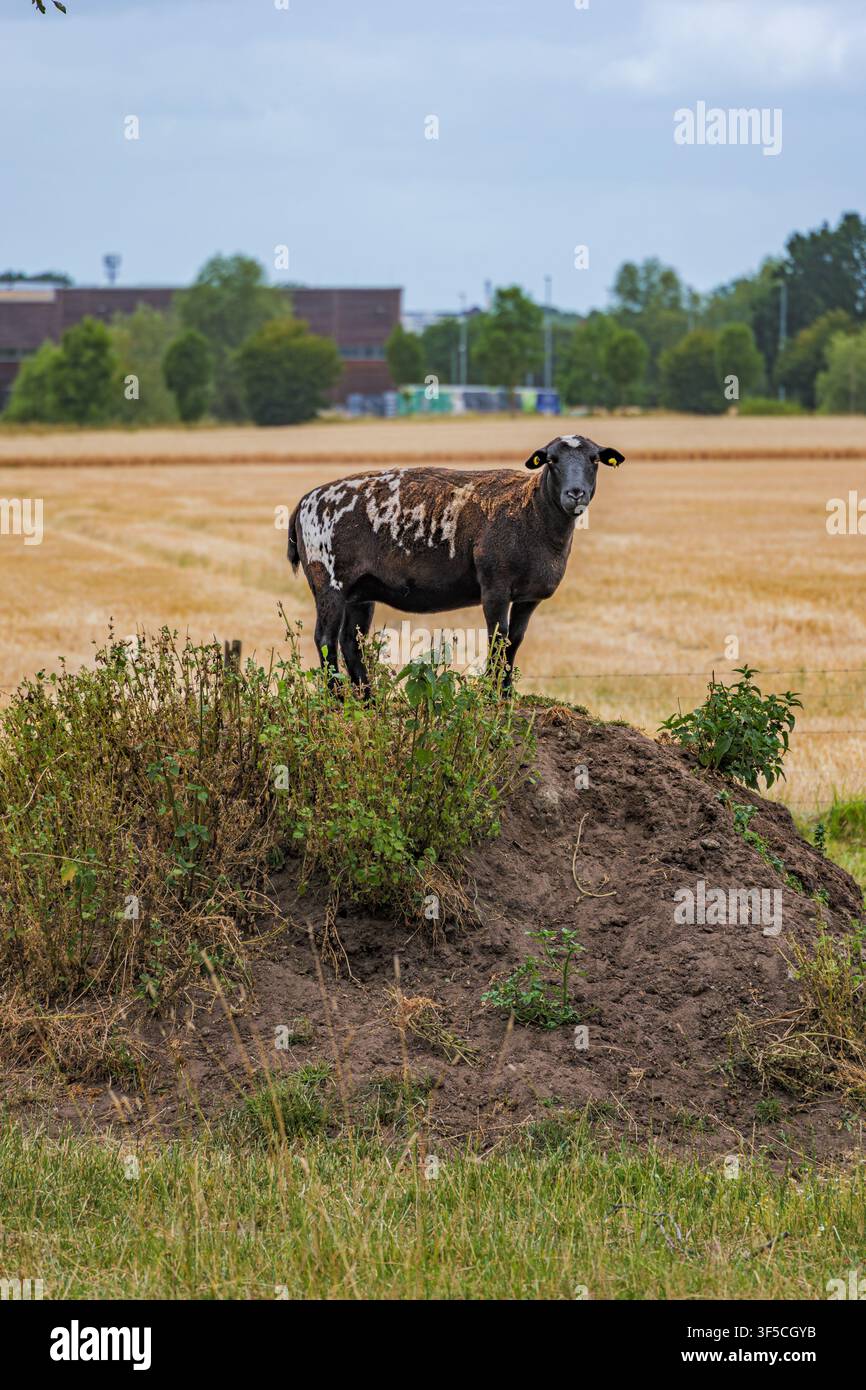 Gescheckte Schafe stehen auf einem Erdhügel in einem ländlichen Feld in Coesfeld, Deutschland Stockfoto