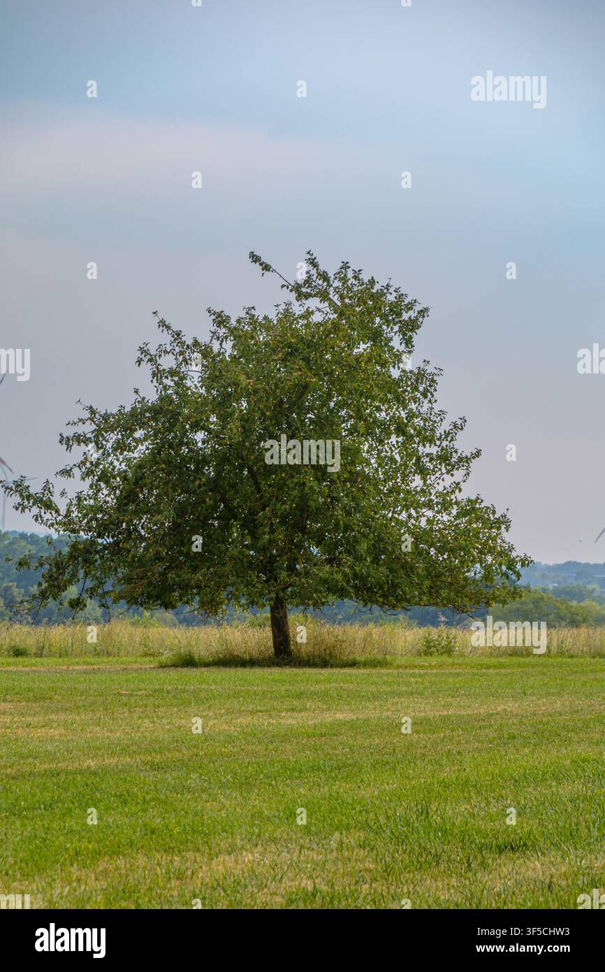 Einziger grüner Baum, der in einer grasbewachsenen Wiese unter einem weichen Sommerhimmel in Coesfeld, Deutschland, steht Stockfoto