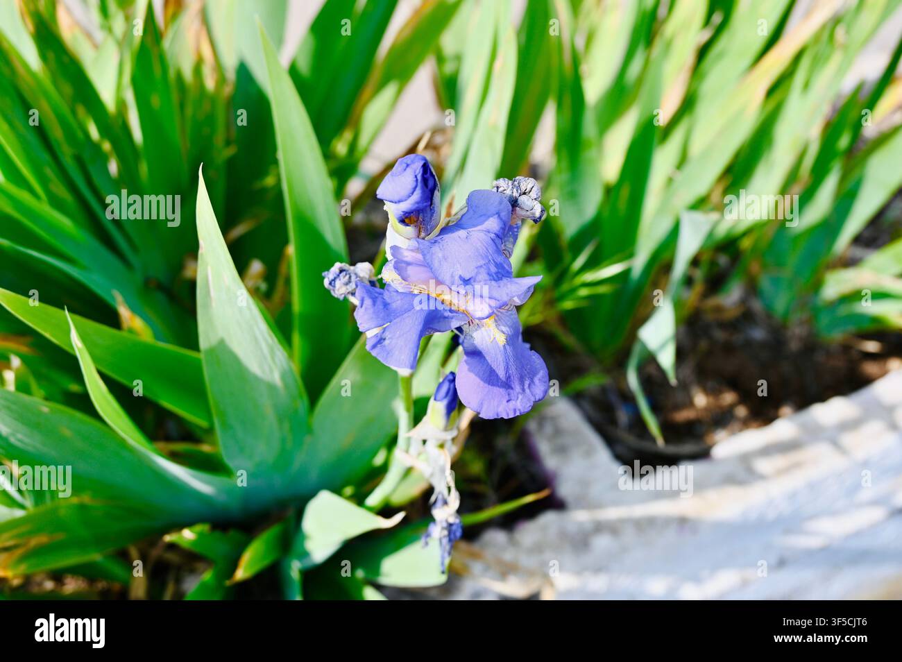 Eine Nahaufnahme eines atemberaubenden violetten Irisblüten in voller Blüte, umgeben von langen, scharfen grünen Blättern in einem sonnigen Gartenbeet im Freien Stockfoto