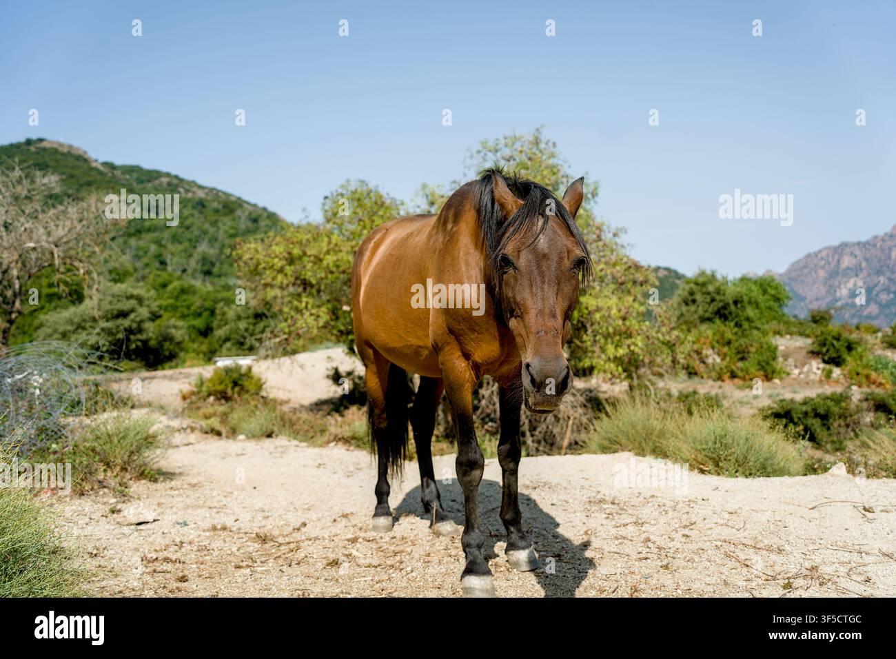 Pferd auf der Insel Korsika Stockfoto