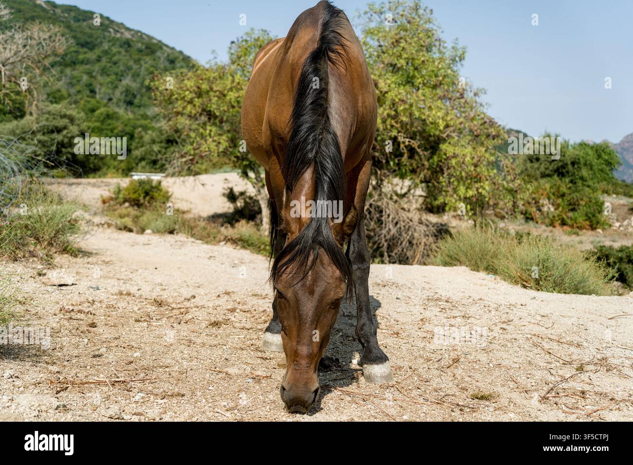 Pferd auf der Insel Korsika Stockfoto