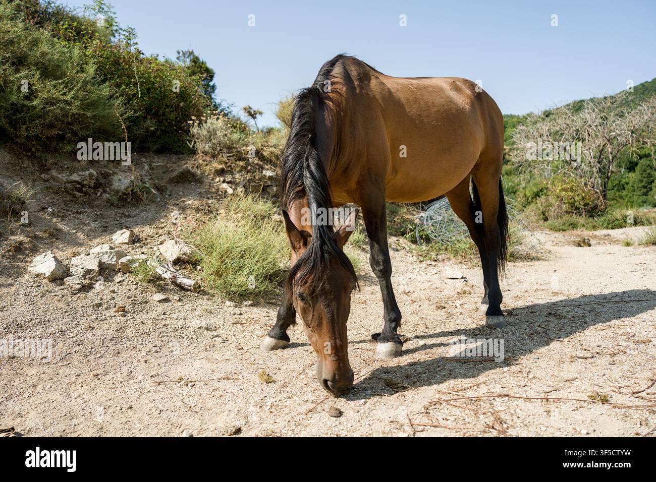 Pferd auf der Insel Korsika Stockfoto