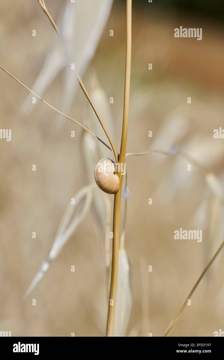 Schnecke, die auf einem trockenen Haferhalm überwintert und aride Bedingungen in der Natur überlebt Stockfoto
