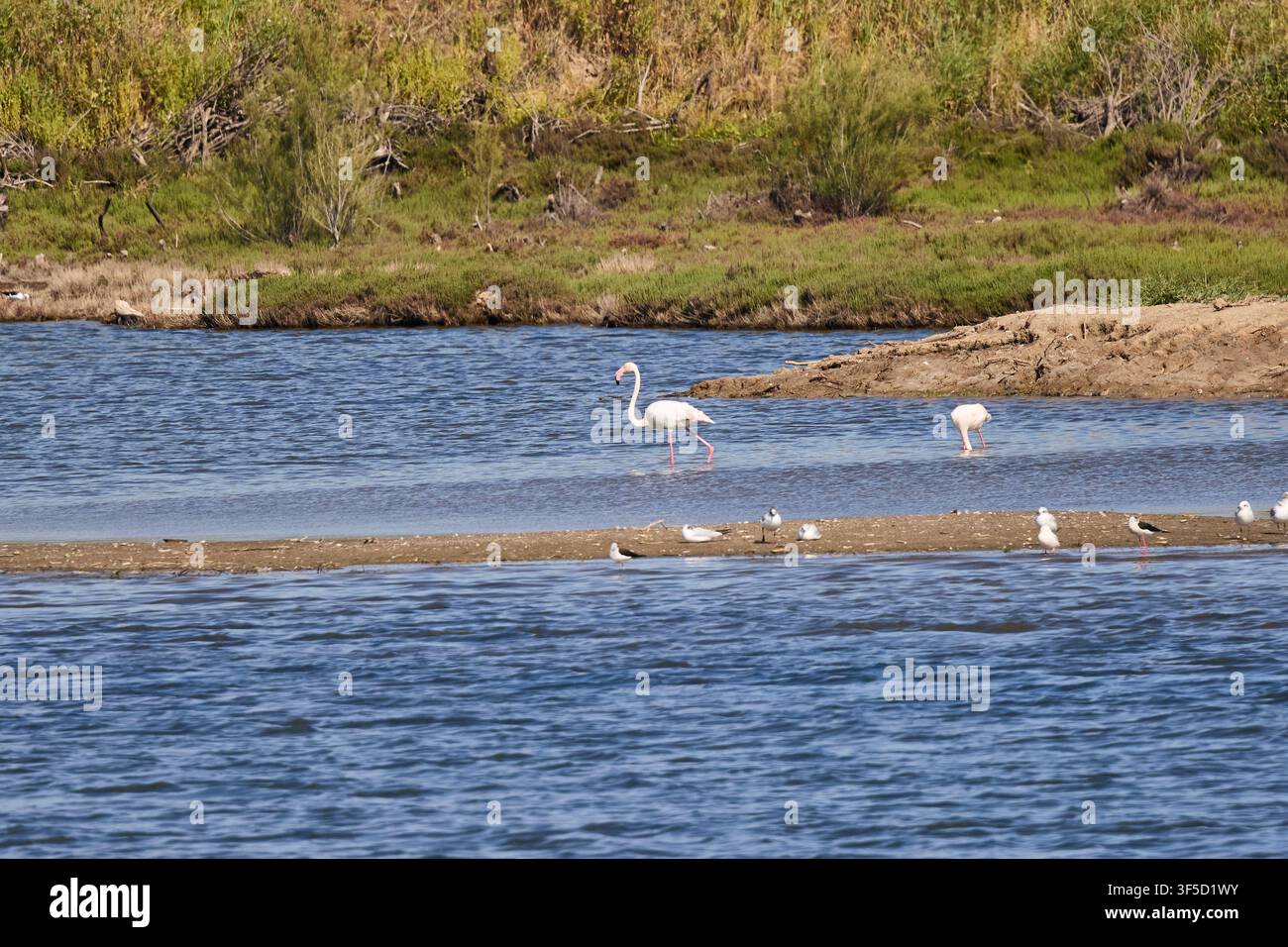 Flamingo watet in einem natürlichen Feuchtgebiet mit vielen verschiedenen Wildvögeln Stockfoto