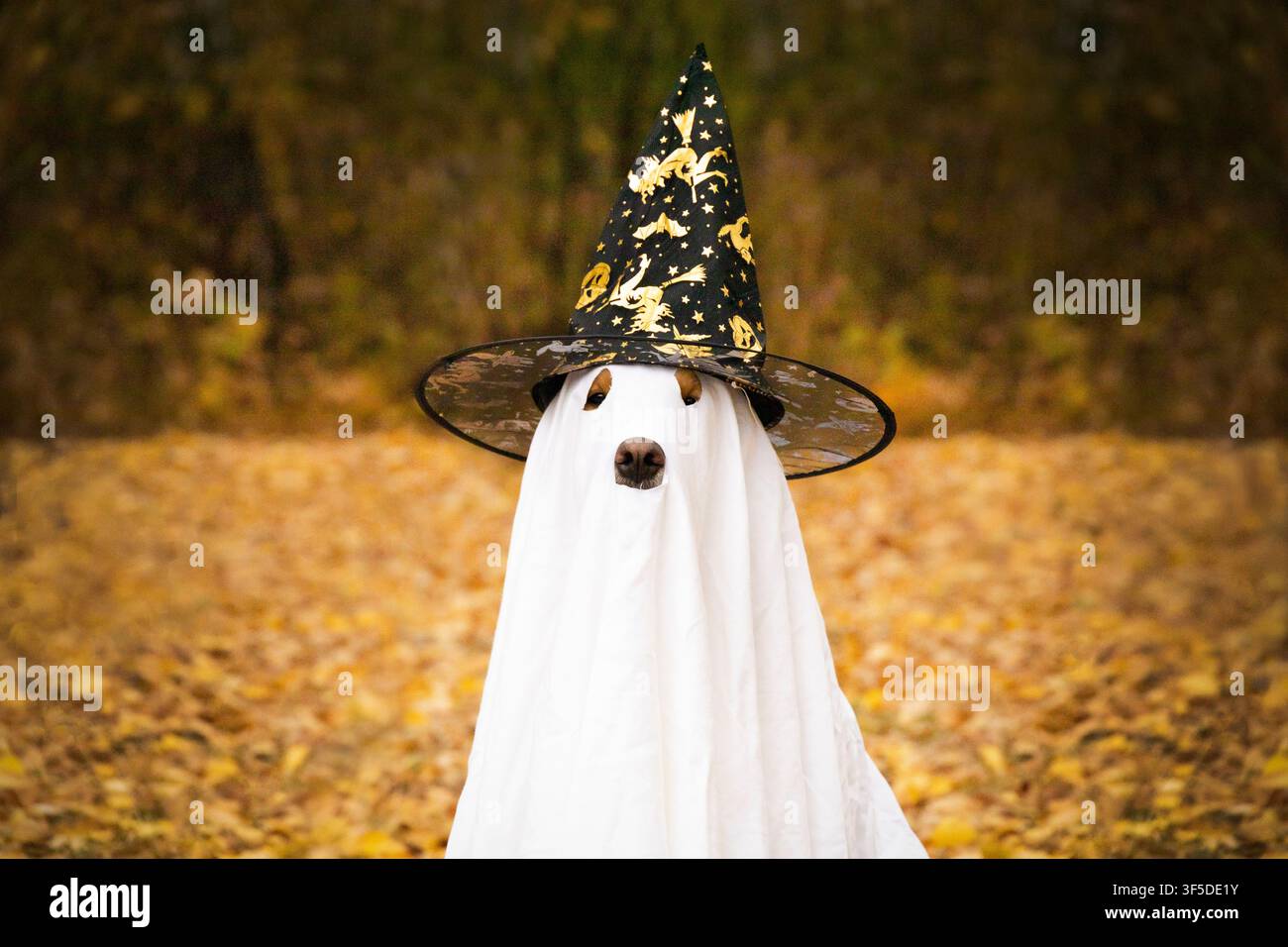 Hund in einem Geisterkostüm, mit einer schwarzen Hexenkappe. Stockfoto