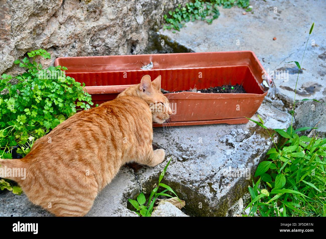 Eine Nahaufnahme eines neugierigen rotbraunen getigerten Katers, der eine braune Plastikblumenschachtel mit dunkler Erde untersucht, die auf einer Betonoberfläche neben einigen grünen Pflanzen ruht. Stockfoto