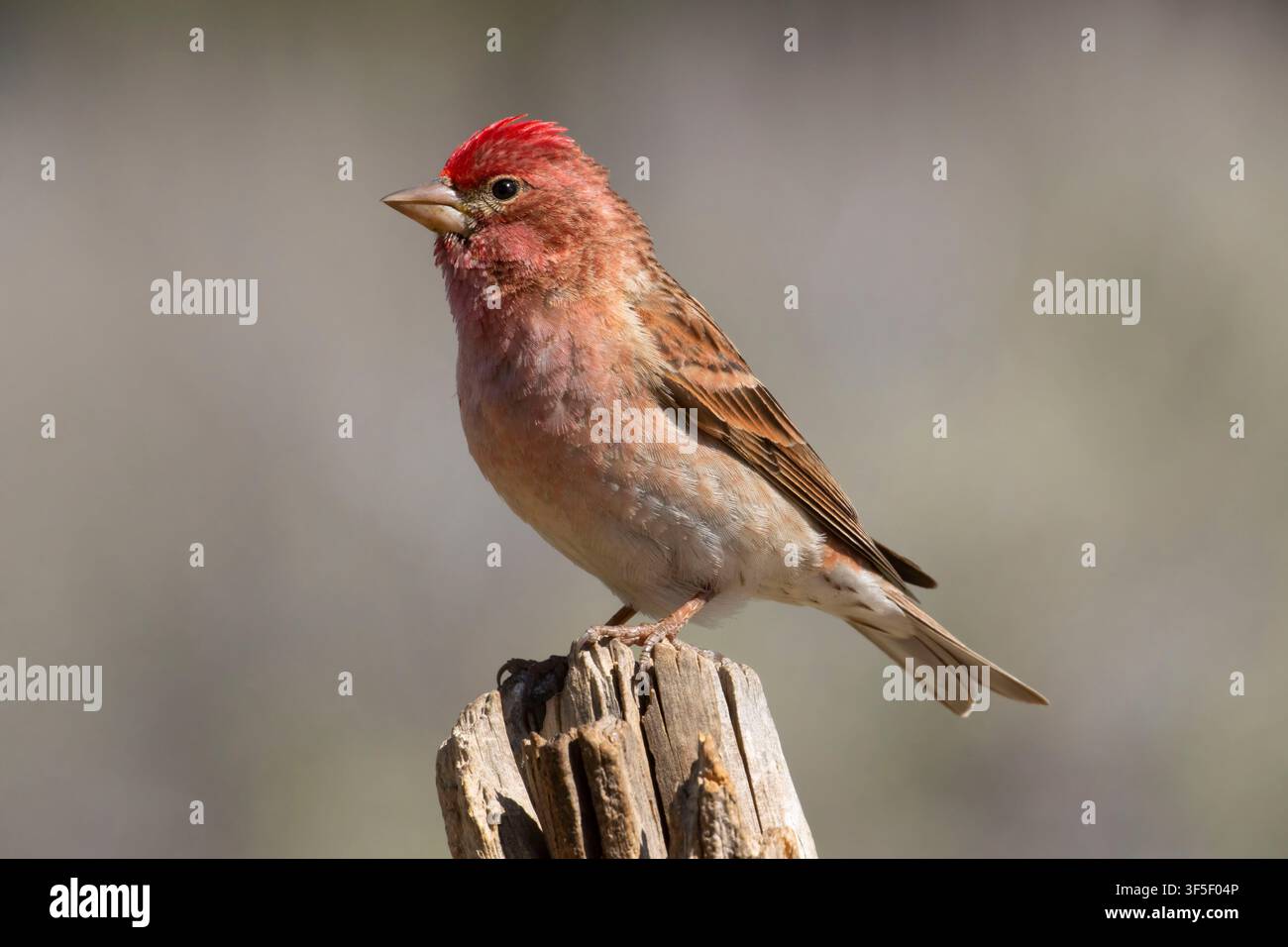 Cassin's Finch (Haemorhous cassinii), Cabin Lake Viewing Blind, Deschutes National Forest, Oregon Stockfoto