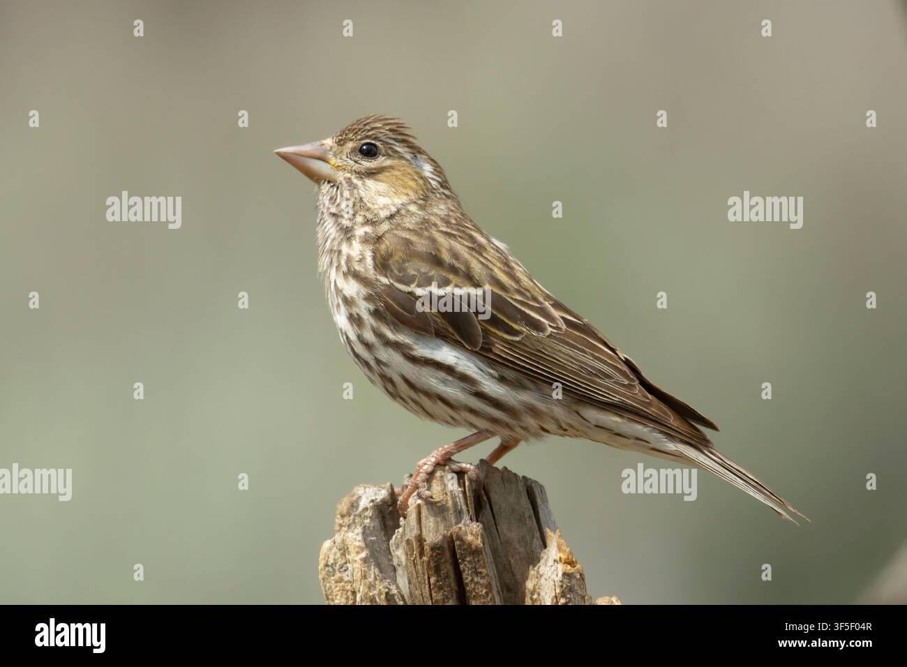 Cassin's Finch (Haemorhous cassinii), Cabin Lake Viewing Blind, Deschutes National Forest, Oregon Stockfoto