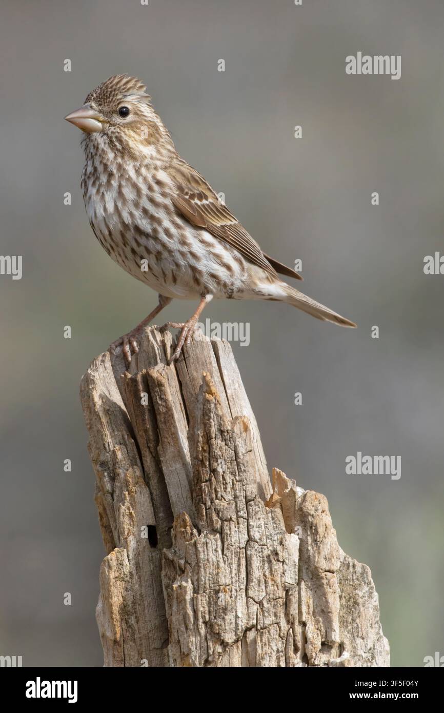 Cassin's Finch (Haemorhous cassinii), Cabin Lake Viewing Blind, Deschutes National Forest, Oregon Stockfoto