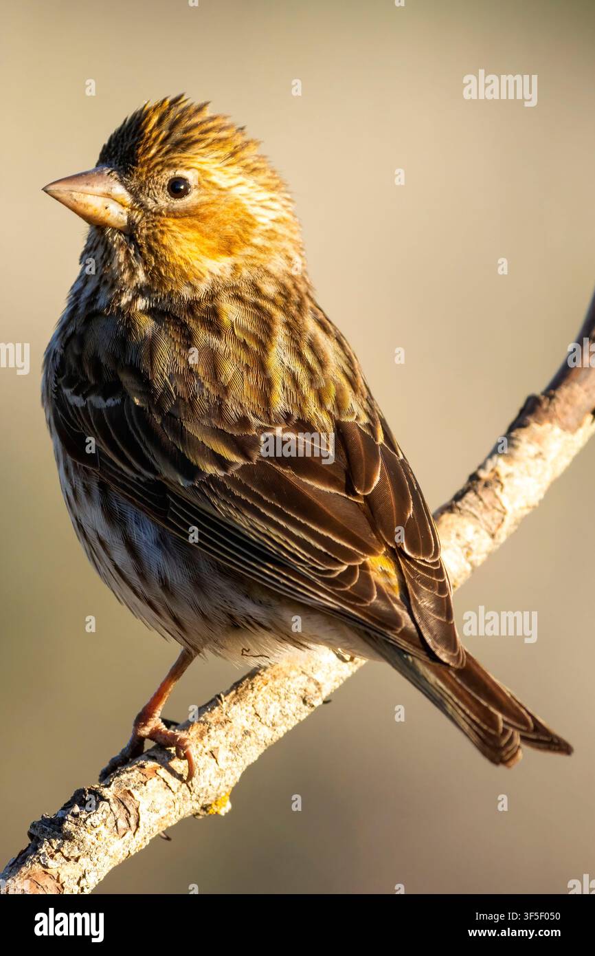 Cassin's Finch (Haemorhous cassinii), Cabin Lake Viewing Blind, Deschutes National Forest, Oregon Stockfoto