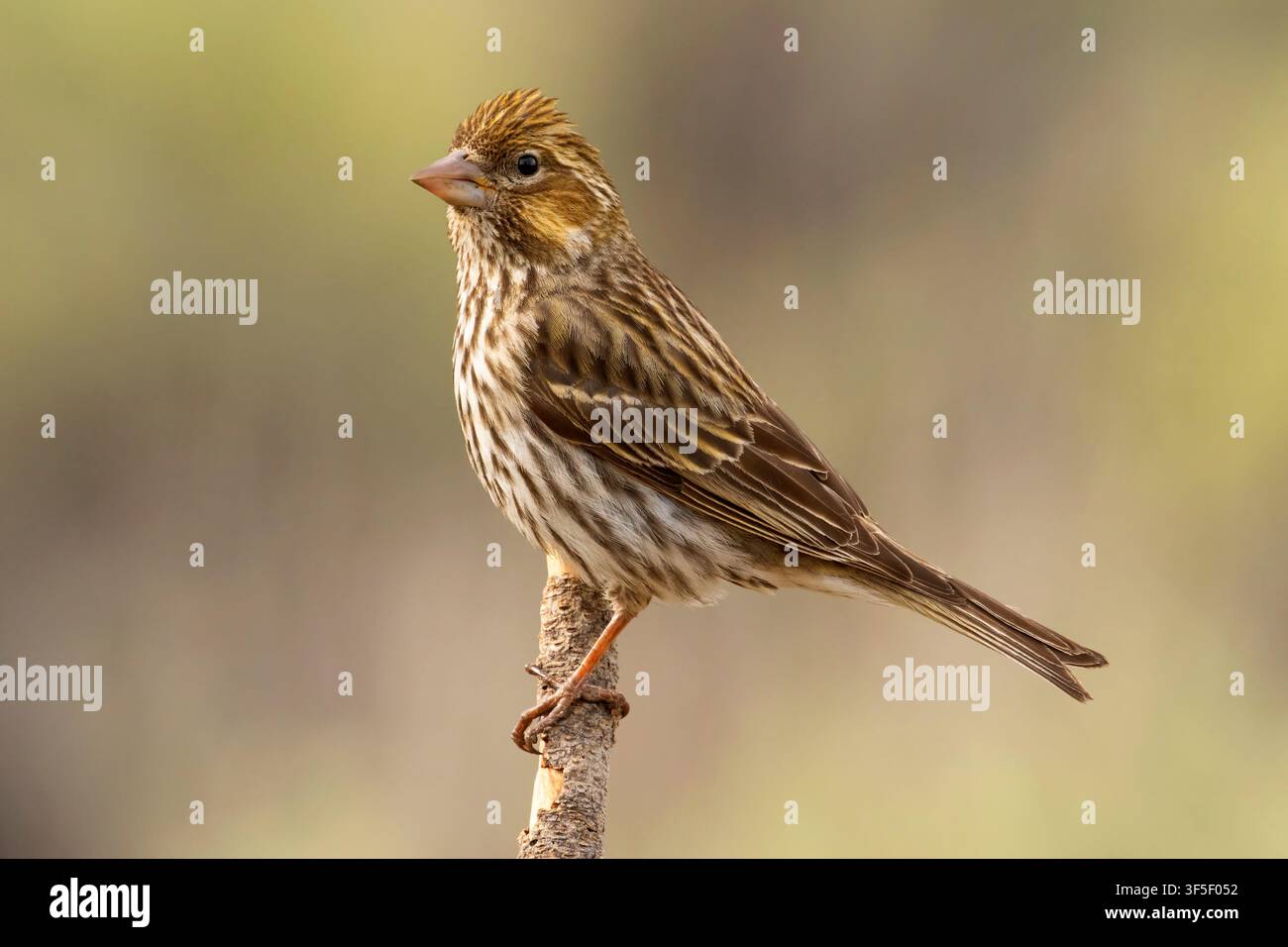 Cassin's Finch (Haemorhous cassinii), Cabin Lake Viewing Blind, Deschutes National Forest, Oregon Stockfoto