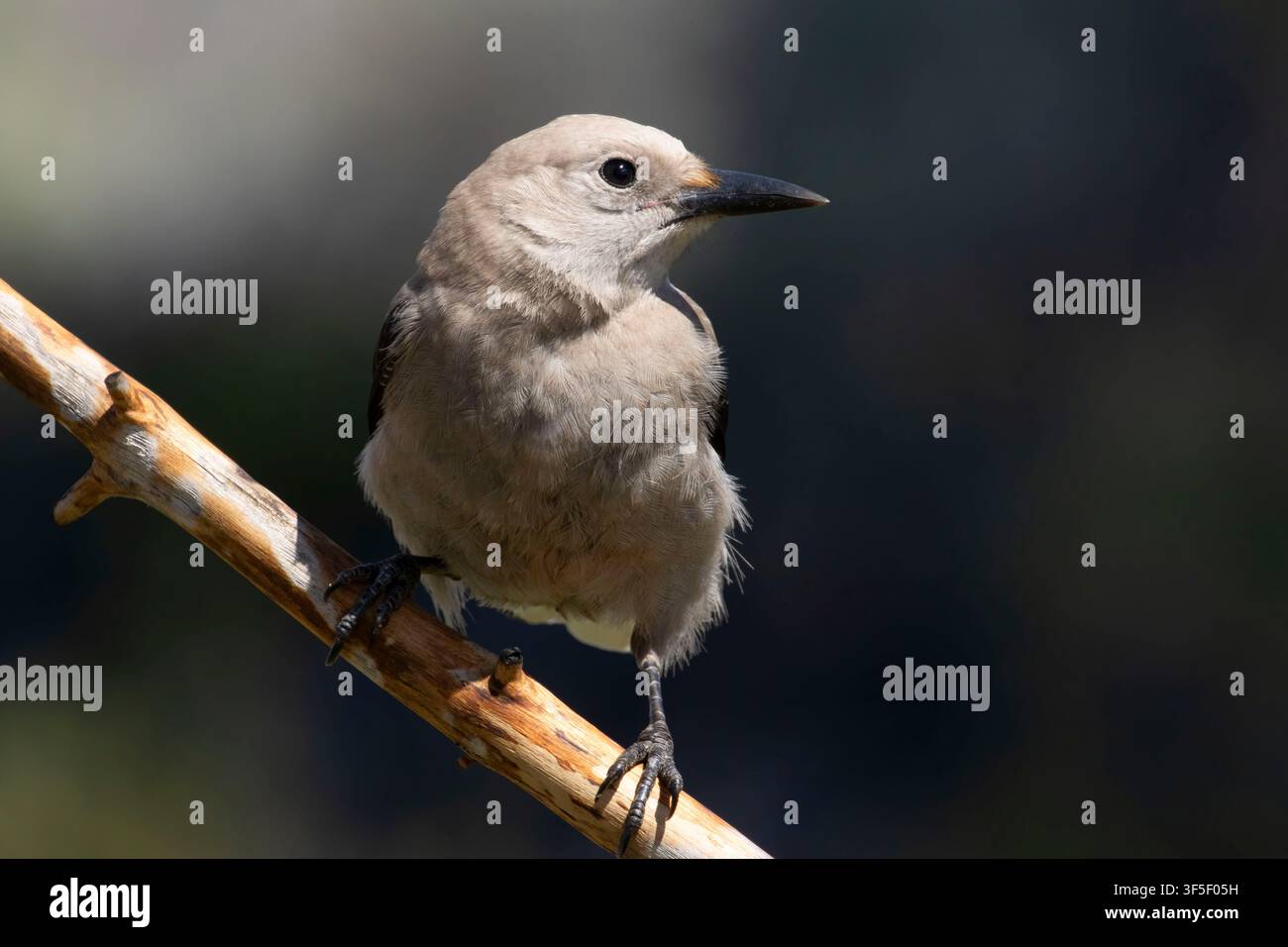 Clarks Nussknacker (Nucifraga columbiana), Cabin Lake Viewing Blind, Deschutes National Forest, Oregon Stockfoto