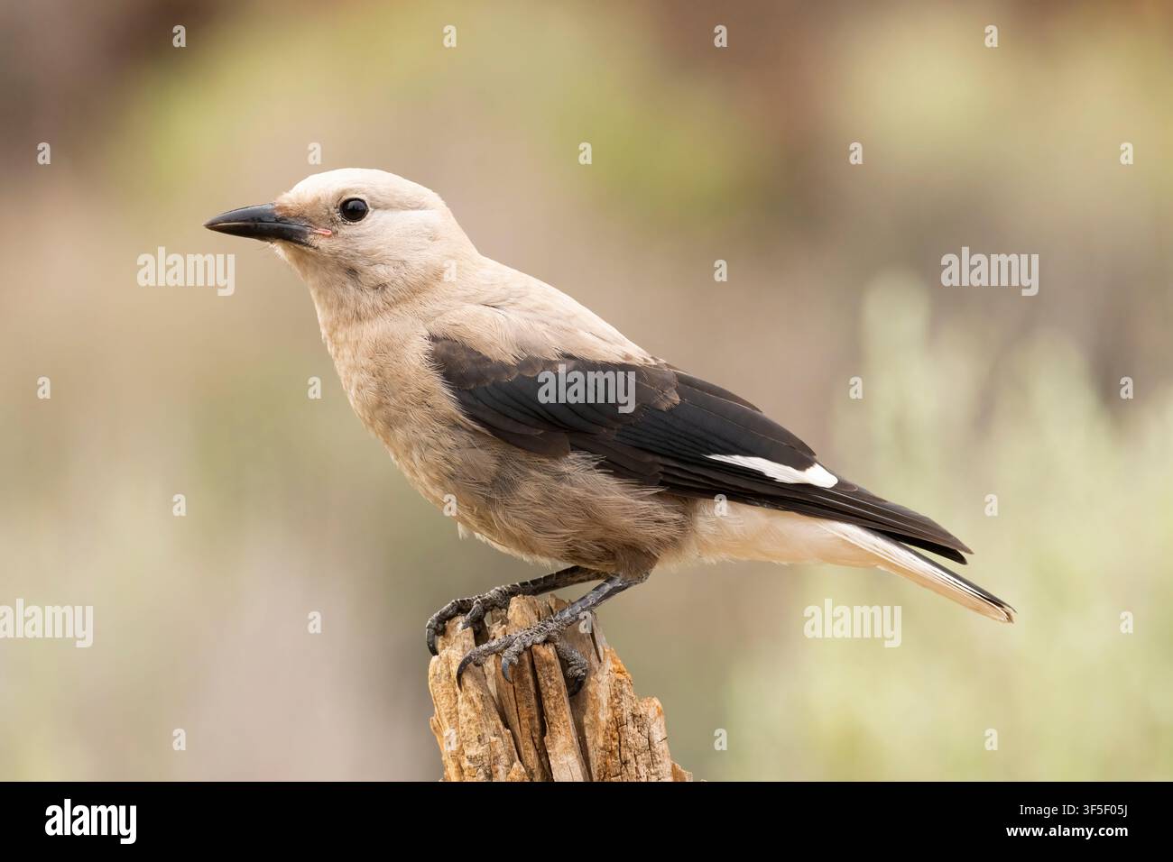 Clarks Nussknacker (Nucifraga columbiana), Cabin Lake Viewing Blind, Deschutes National Forest, Oregon Stockfoto
