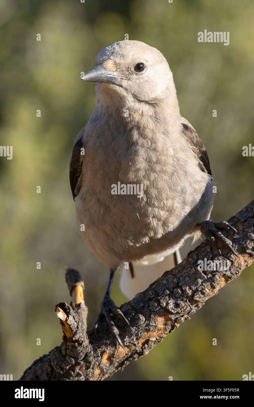 Clarks Nussknacker (Nucifraga columbiana), Cabin Lake Viewing Blind, Deschutes National Forest, Oregon Stockfoto