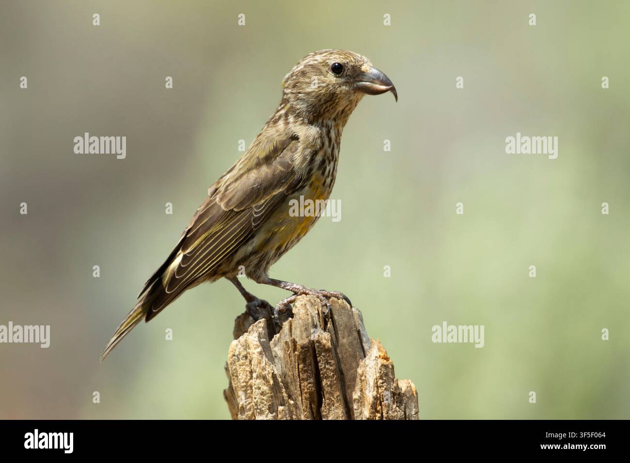 Red Crossbill (Loxia curvirostra), Cabin Lake Viewing Blind, Deschutes National Forest, Oregon Stockfoto