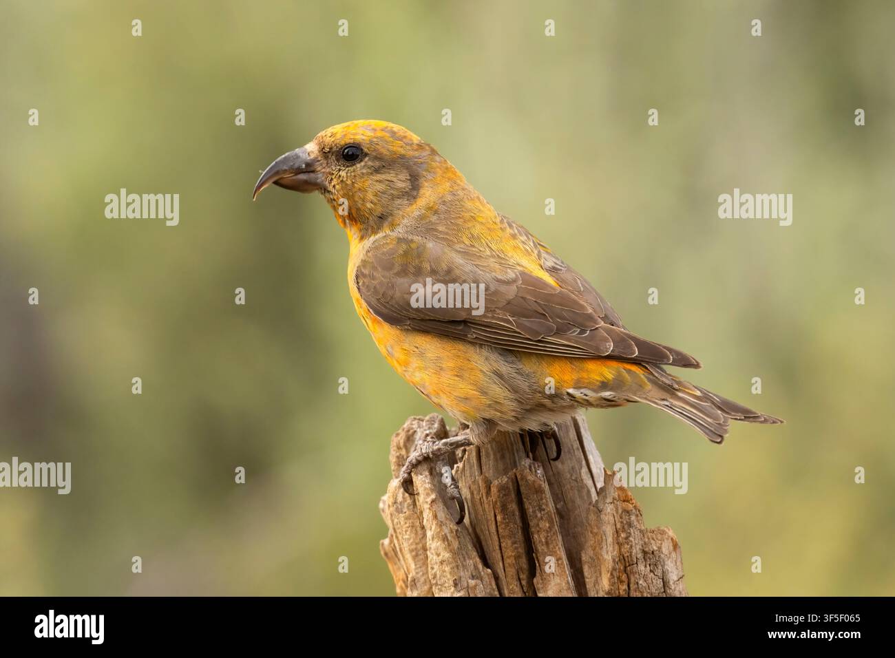 Red Crossbill (Loxia curvirostra), Cabin Lake Viewing Blind, Deschutes National Forest, Oregon Stockfoto