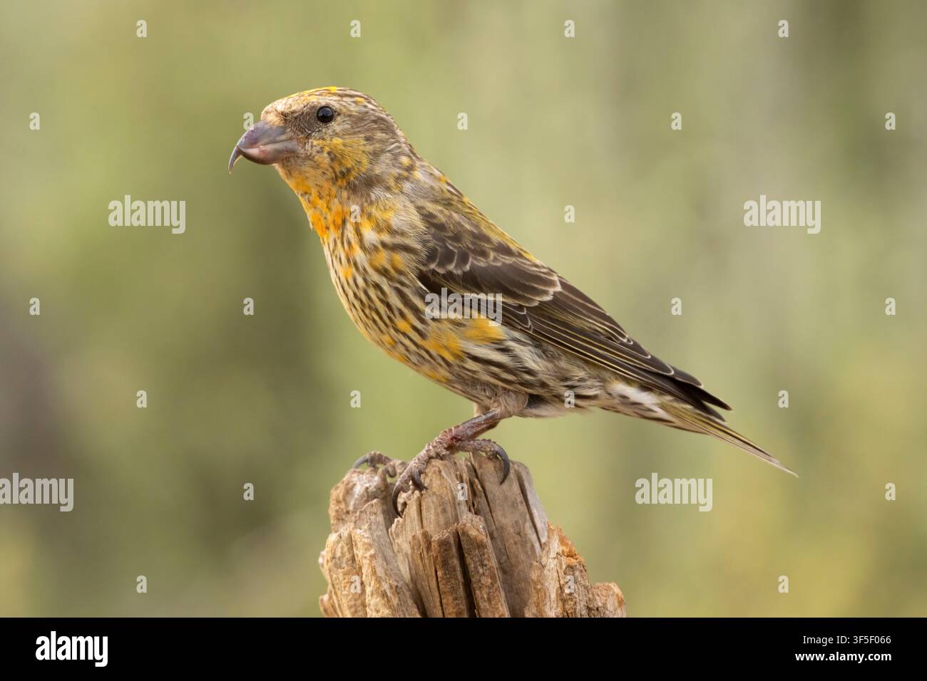 Red Crossbill (Loxia curvirostra), Cabin Lake Viewing Blind, Deschutes National Forest, Oregon Stockfoto
